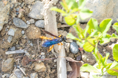 Sphictostethus xanthopus