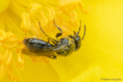 Rhophitulus