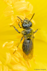 Rhophitulus