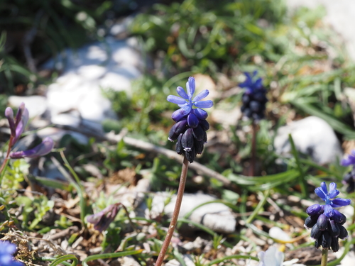 Muscari neglectum iNat (1)
