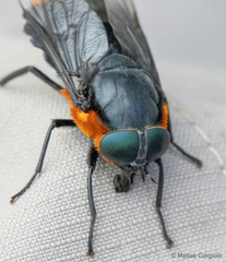 Osca lata