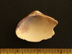 Tivela dentaria