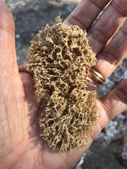 Luffa