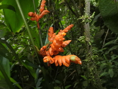 Stromanthe stromanthoides