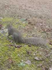 Sciurus carolinensis