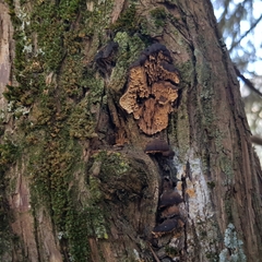 Lenzitopsis oxycedri