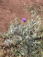 Onopordum macracanthum
