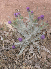Onopordum macracanthum