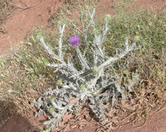 Onopordum macracanthum