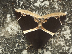 Dysgonia conficiens