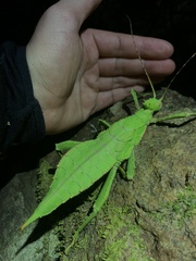 Heteropteryx dilatata
