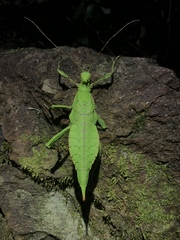 Heteropteryx dilatata