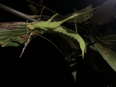 Heteropteryx dilatata