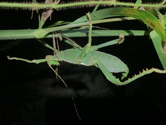 Heteropteryx dilatata