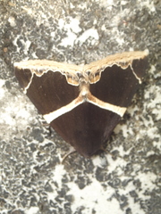 Dysgonia conficiens