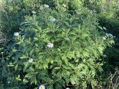 Argyranthemum webbii