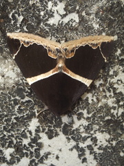 Dysgonia conficiens