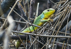 Lacerta diplochondrodes cariensis