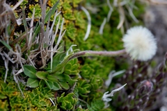 Erigeron ecuadoriensis