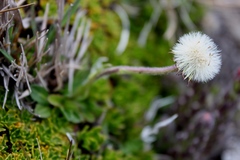 Erigeron ecuadoriensis