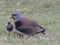 Vanellus chilensis