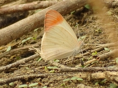 Colotis antevippe antevippe