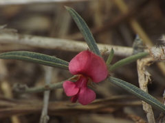 Indigofera linifolia