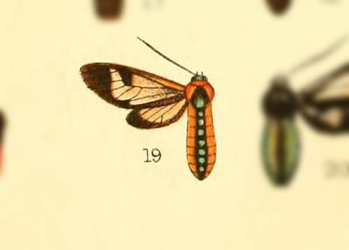 Poecilosoma marginata