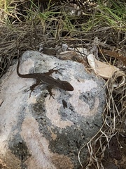 Anolis schwartzi