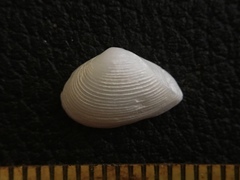 Caryocorbula swiftiana
