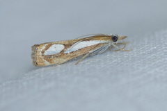 Catoptria mytilella