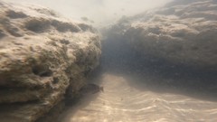 Acanthurus chirurgus