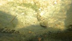 Bathygobius soporator