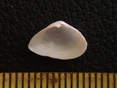 Caryocorbula swiftiana