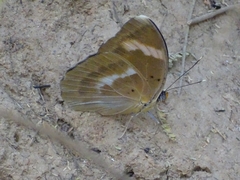Euphaedra medon medon