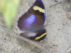 Euphaedra medon medon