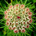 Wild Carrot - Photo (c) Tony Gilbert, some rights reserved (CC BY-NC), uploaded by Tony Gilbert