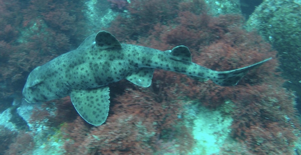 Galapagos Bullhead Shark