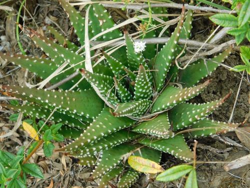 Haworthia minor (Aiton) Duval 4