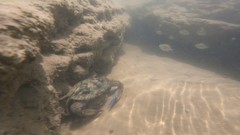 Callinectes marginatus