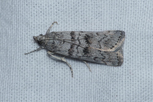 Dioryctria pineae