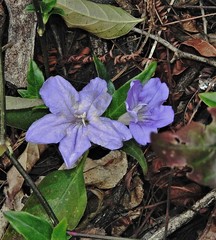 Ruellia erythropus