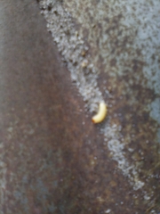 Polyzoniidae