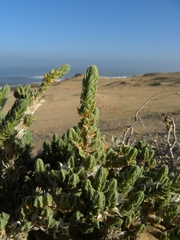 Crucianella maritima