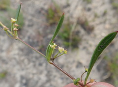 Centella sessilis