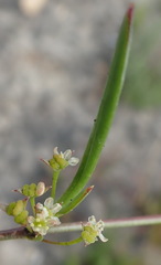 Centella sessilis