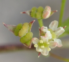 Centella sessilis