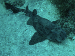 Heterodontus quoyi