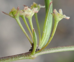 Centella sessilis