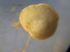 Gavelinopsis isabelleana